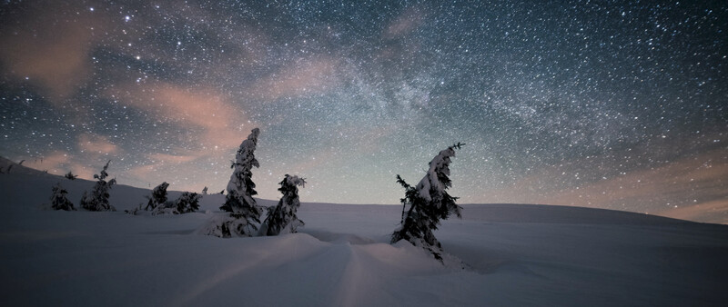 trees and stars morten rustad