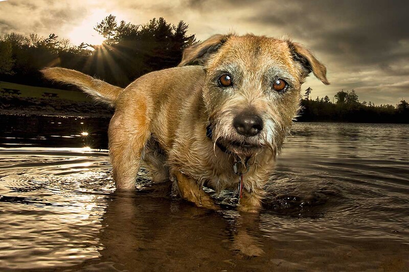 border terrier in lake