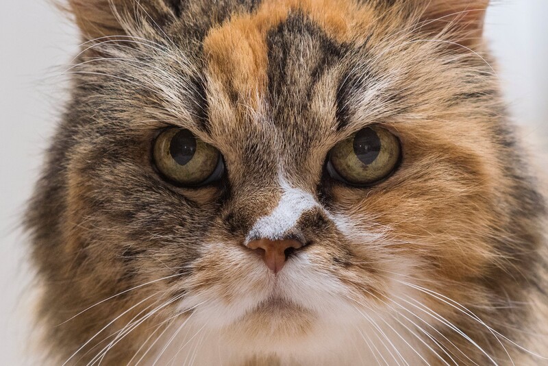 Angry kitty face
