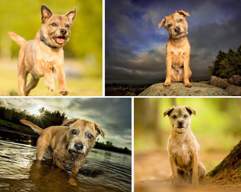 border terrier plays and poses during dog photography session