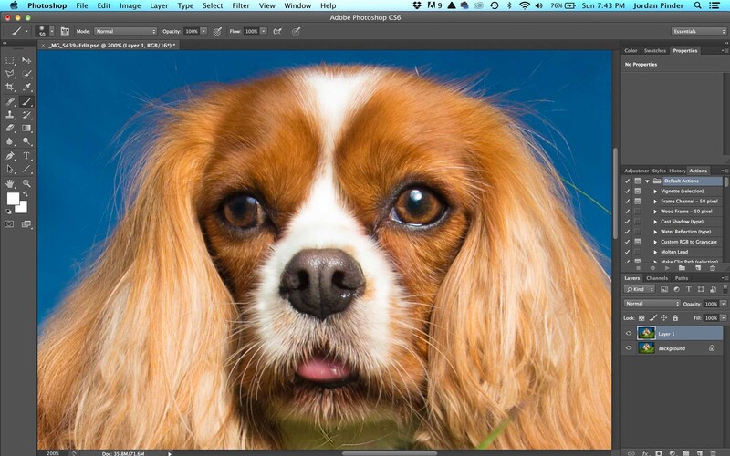 image of a spaniel before sharpening is applied