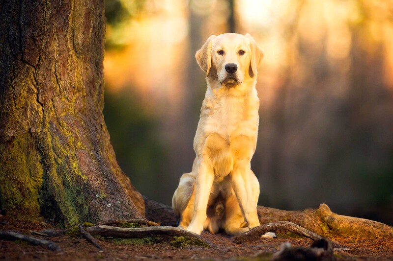 golden retriever puppy sitting near tree