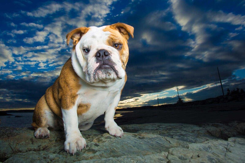 english bulldog sitting on rock