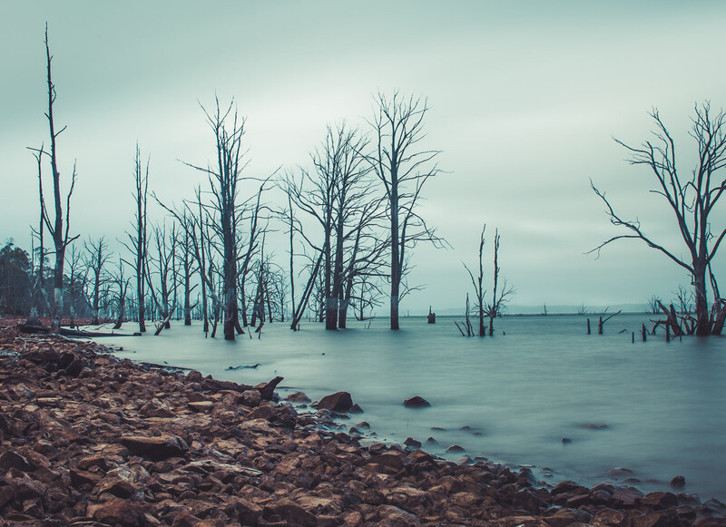 Anglers. trout, lake, dead trees