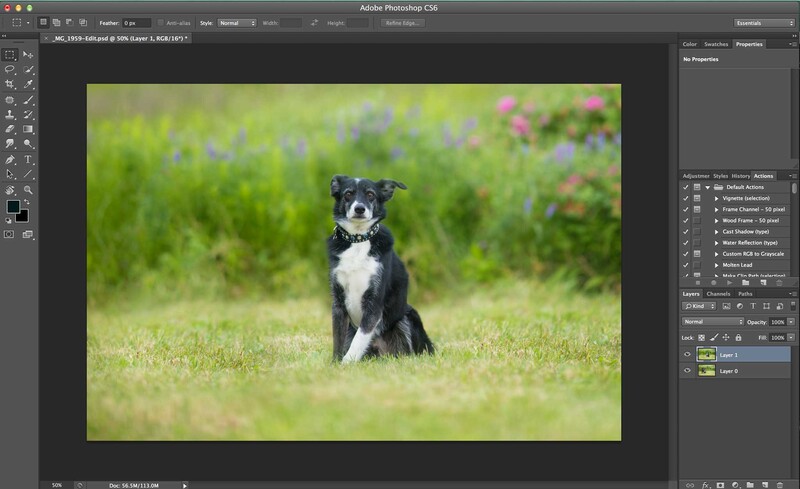 Compositing a dog group photo - Step 1