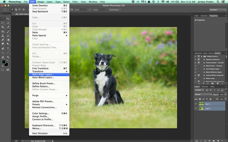 Compositing a dog group photo - Step 2