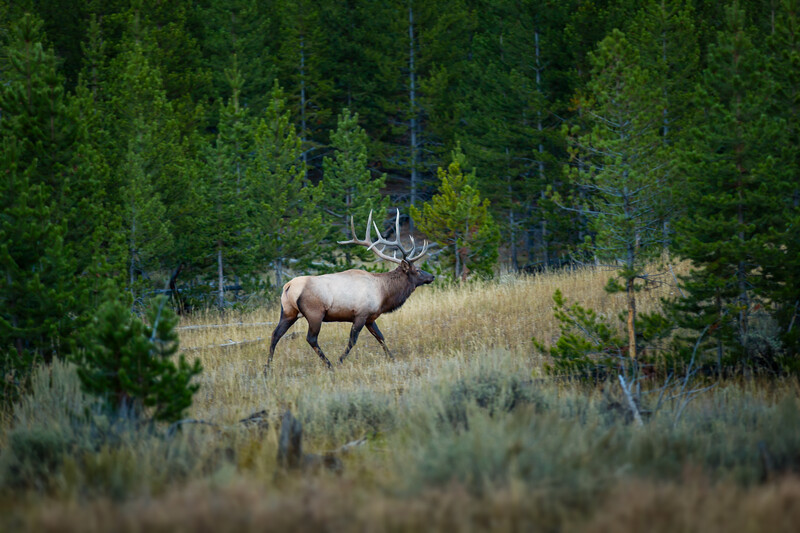 mid range shot of an elk in yellowstone national park