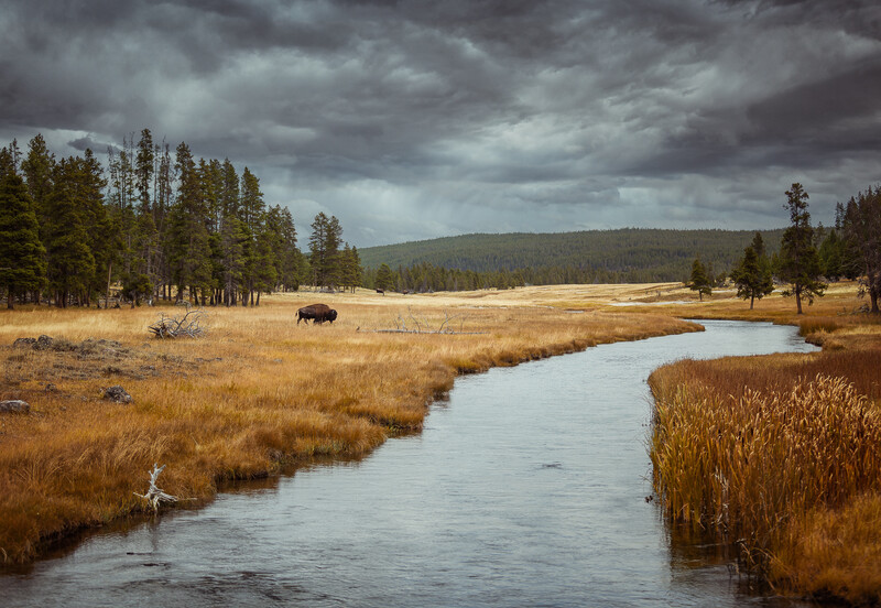 long shot of a buffalo crossing a field in yellowstone national park