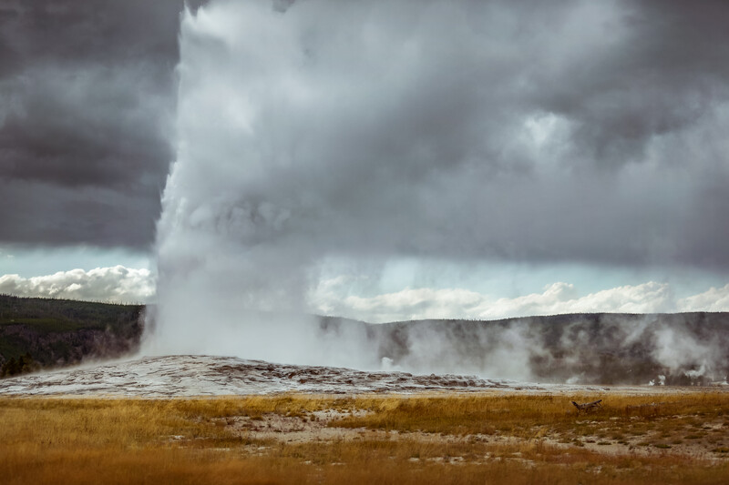 daytime shot of the old faithful geyser in yellowstone national park