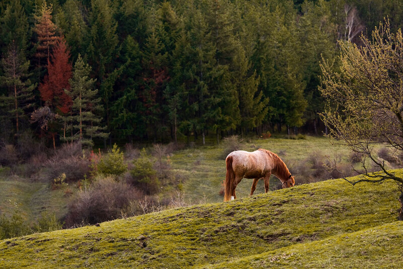 Horse in the wild