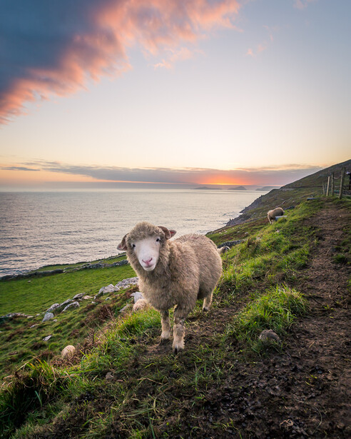 Sheep on a hill in the west of Ireland. Sunset near Dingle, County Kerry.