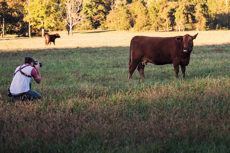 Writer Jason Vinson kneeling in a cow field