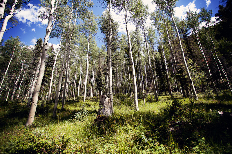 Aspens before Camera Raw