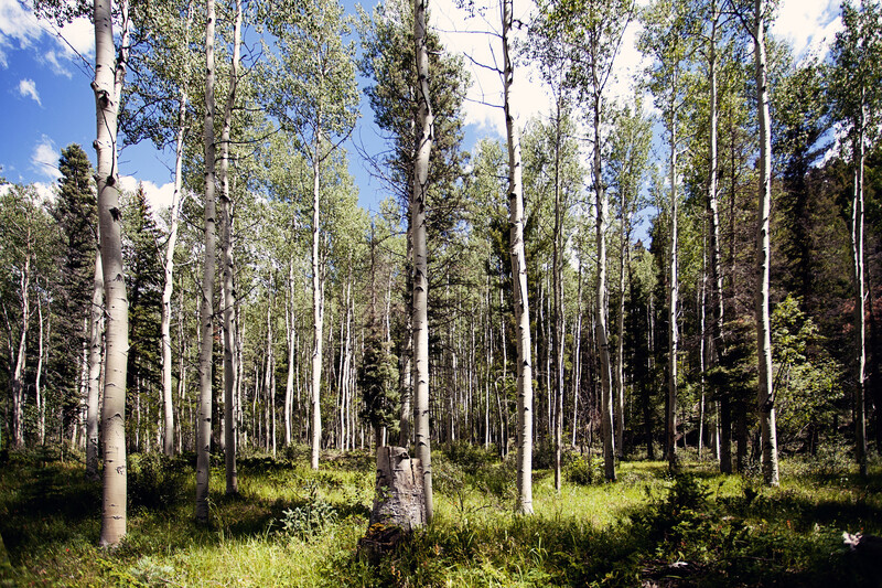 Aspens after Camera Raw
