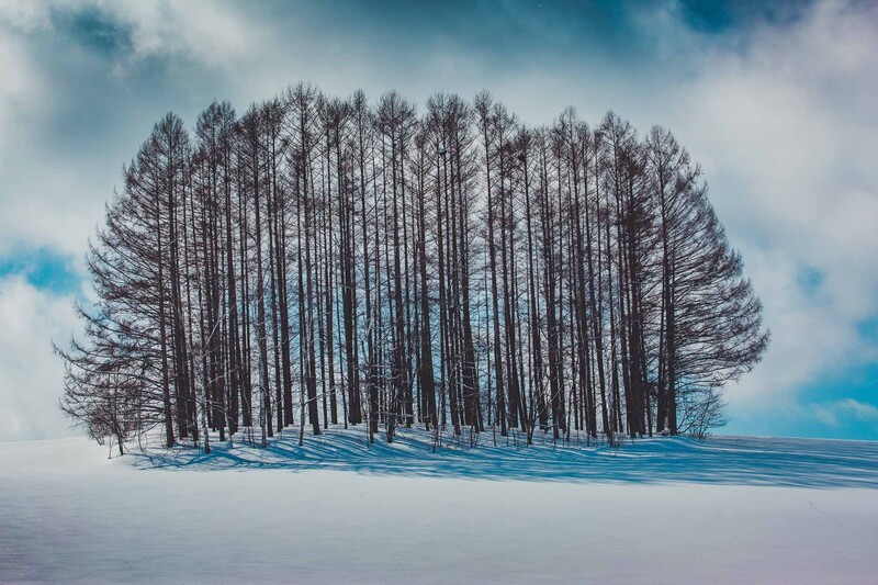 trees, snowscapes, landscape, winter