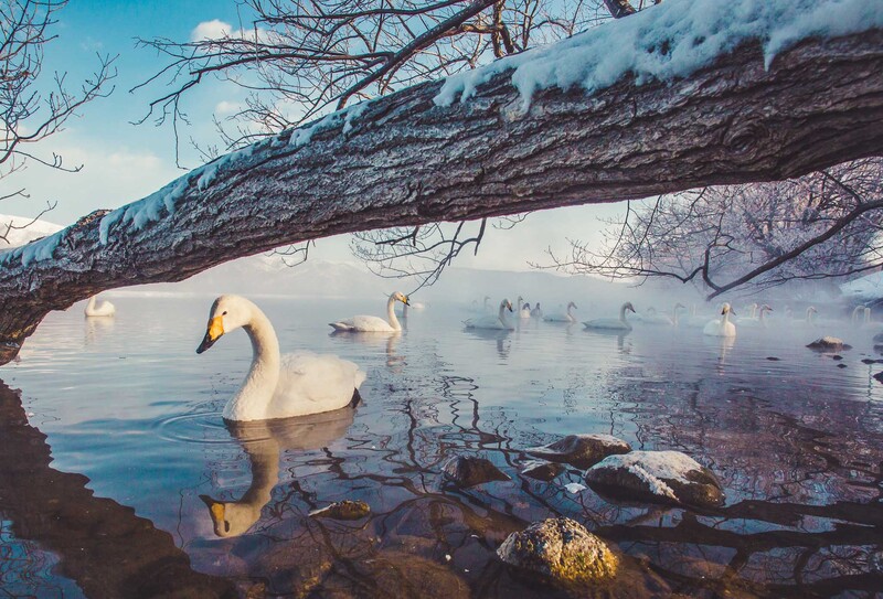 swans, wildlife, winter, frozen