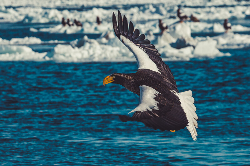 sea Eagles, wildlife, winter, snow, ice