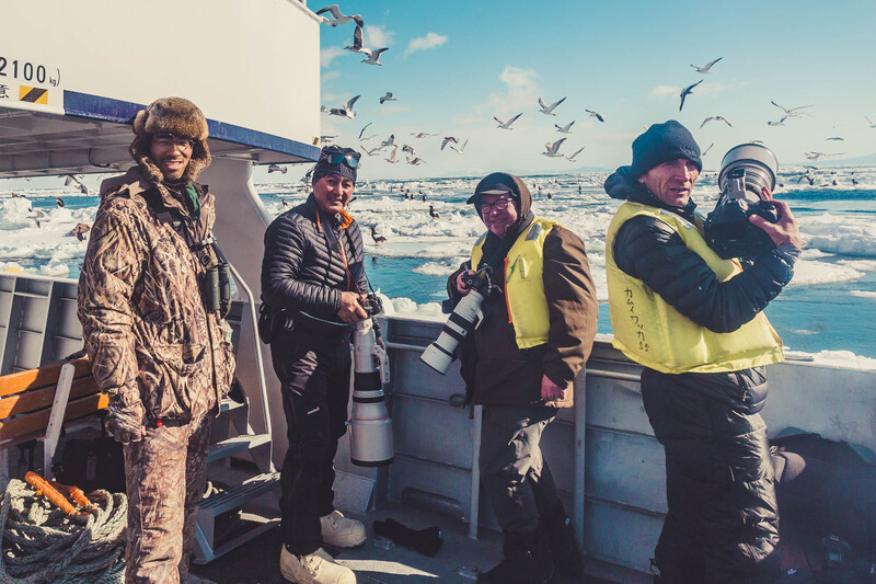 sea eagles, winter, snow, ice, cruide, wildlife