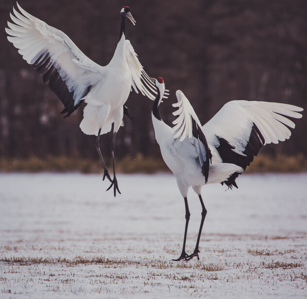 wildlife, crane birds, tsurui-mura