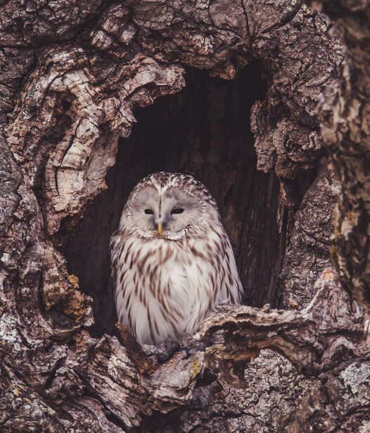 Ural owl, nature, wildlife
