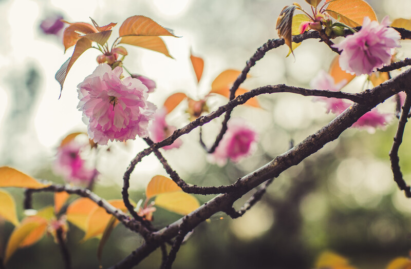 Cherry Blossoms in Kyoto
