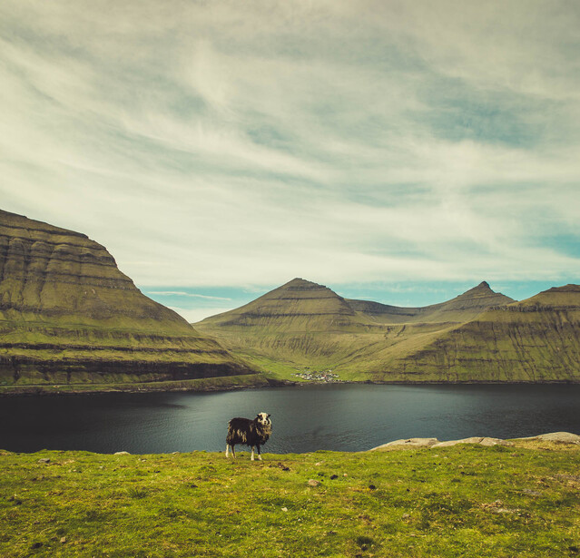 Faroe Islands Sheep