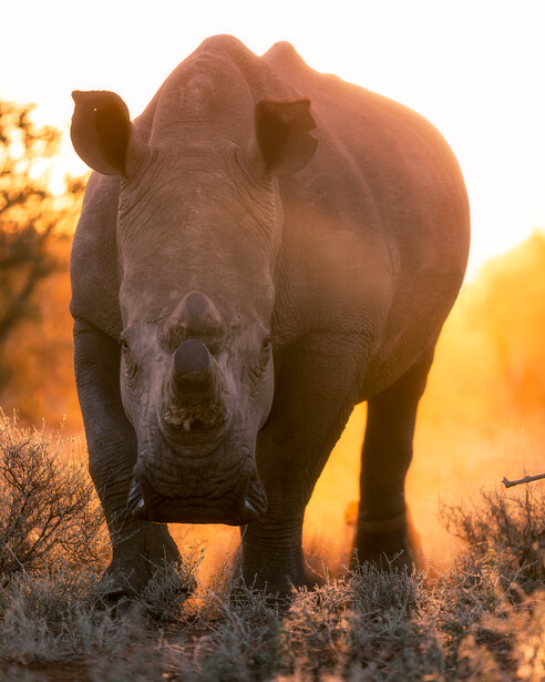 White Rhino stares down a photographer 