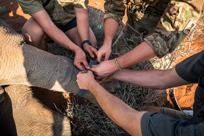 Three people collaring a White Rhino in South Africa