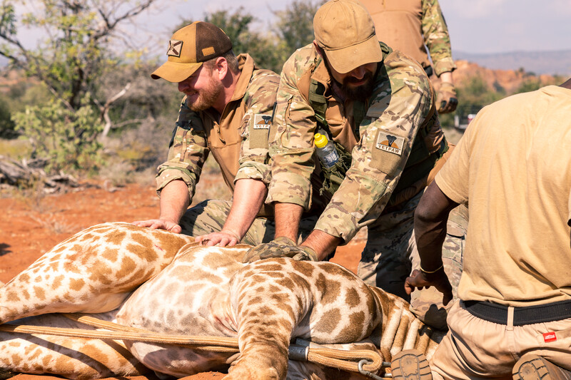 Military Veterans hold down a giraffe