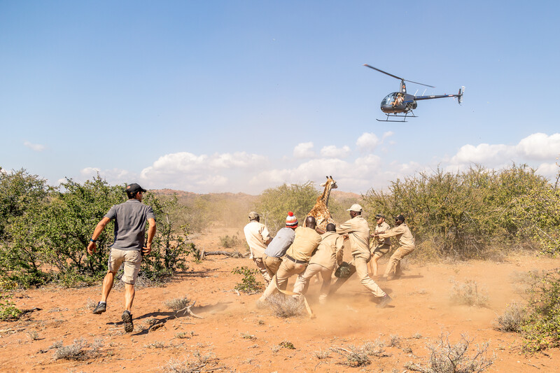 live giraffe capture with helicopter 