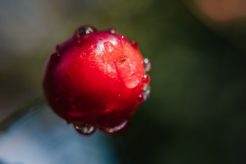 Closeup of a cherry covered in raindrops
