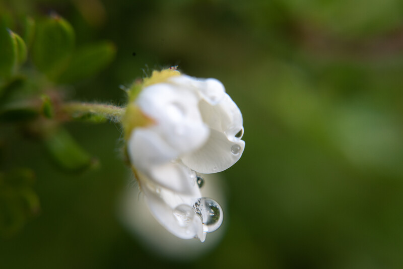 Close-up of a raindrop on a white flower