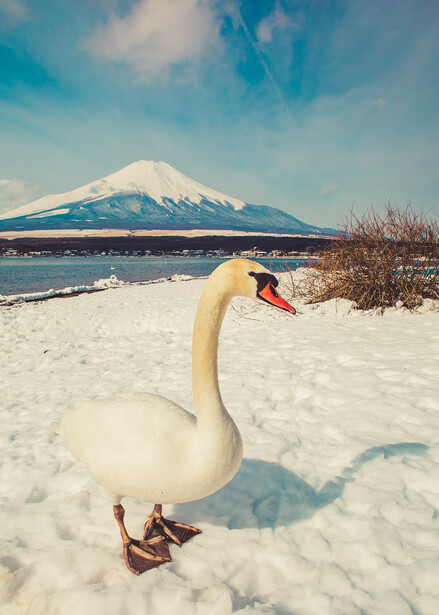 Lake Yamanaka