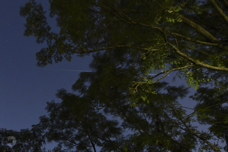 a nighttime photo of a tree with a meteor behind it