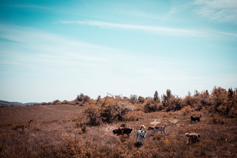 dogs in a field lightroom presets to make your photos pop