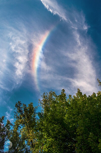 a photo of a sundog, or partial sun halo above some trees in the sky