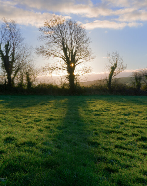 landscape photograph of a silhoutte of a tree with a sun-star 