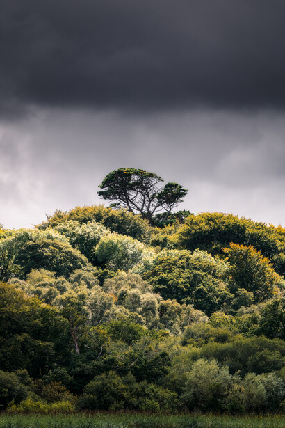 Daylight photography of trees and clouds