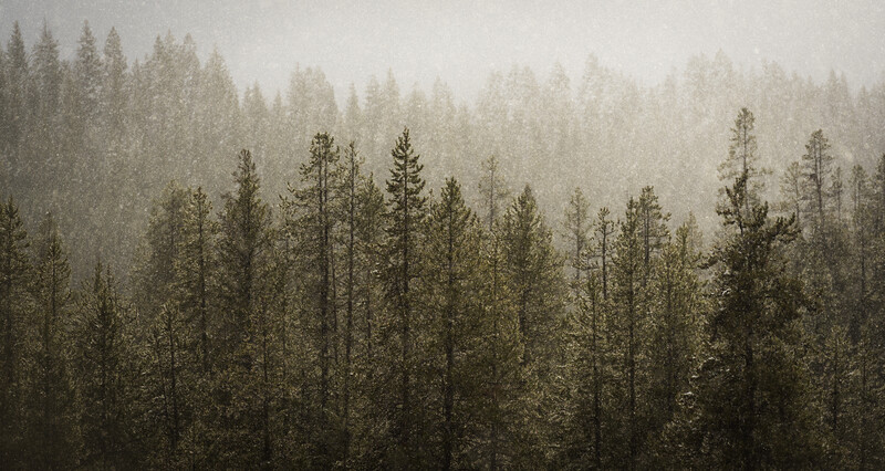 trees-photograph-tim-behuniak
