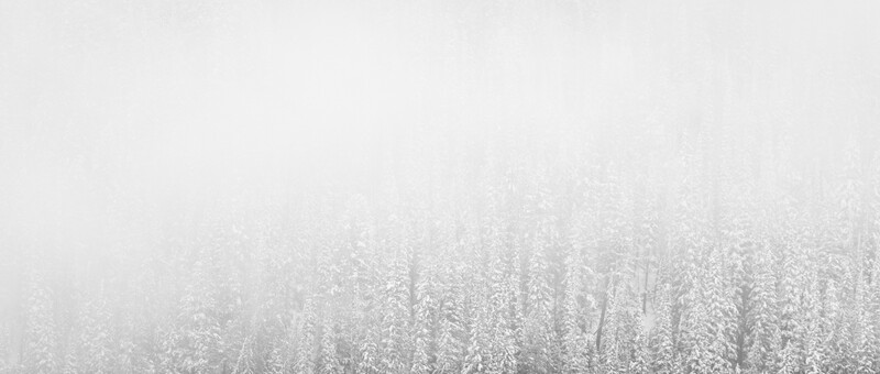 fresh-snow-on-trees-photograph-by-timothy-behuniak 