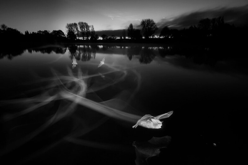 Bats shot using infrared photography