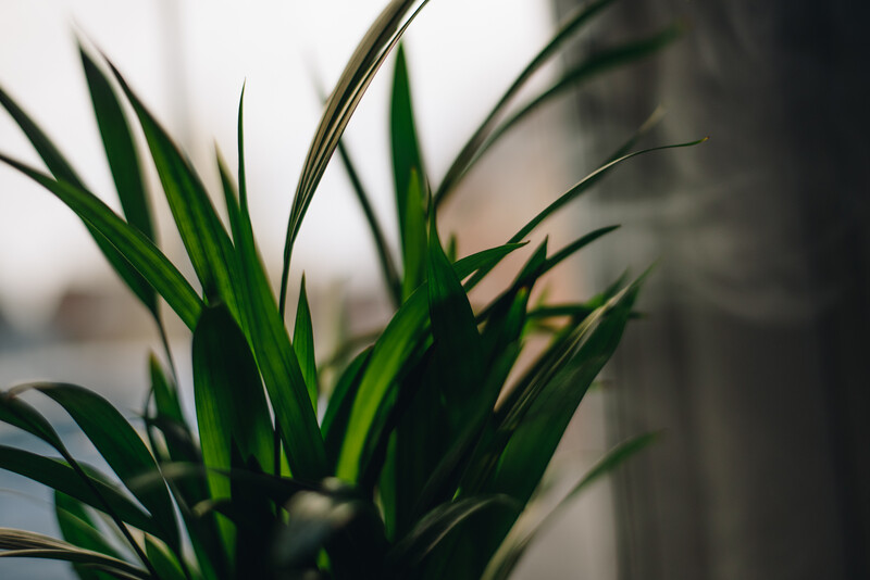 A close up of a plant.