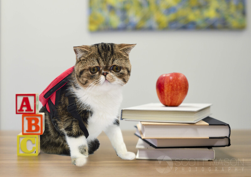 a cat in a back-to-school scene with a backpack on