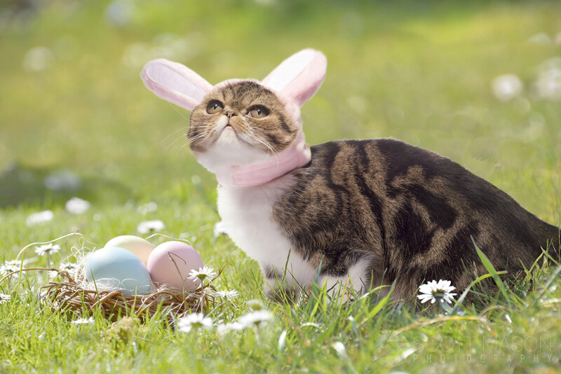 a cat wearing bunny ears in a field with easter eggs