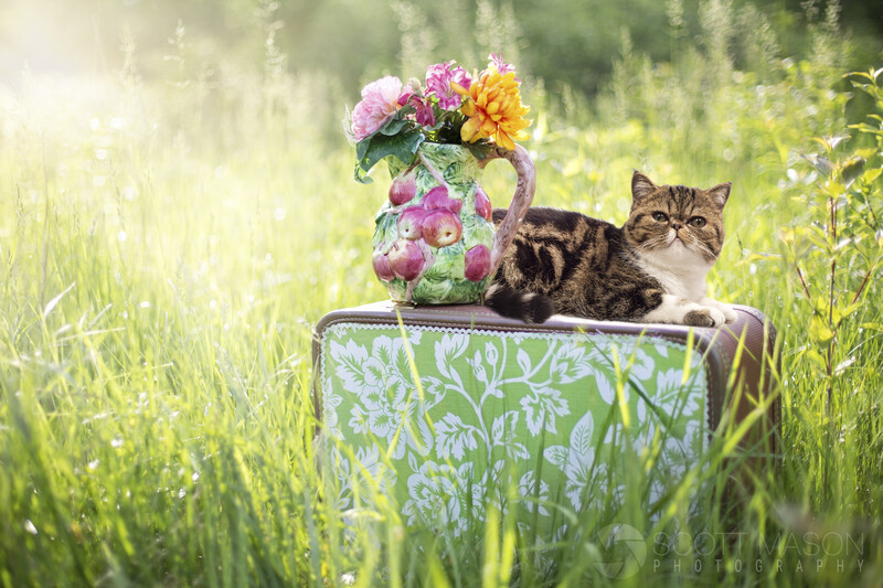 a cat sitting on a suitcase in a field