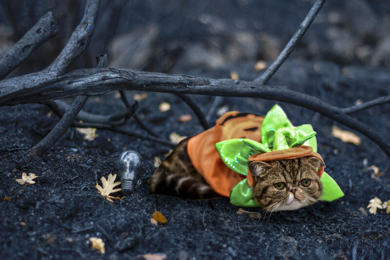 a cat with a pumpkin outfit on, huddled under a tree branch