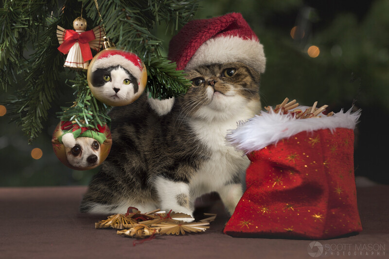 a composite image showing a cat under a christmas tree, with ornaments of pet faces