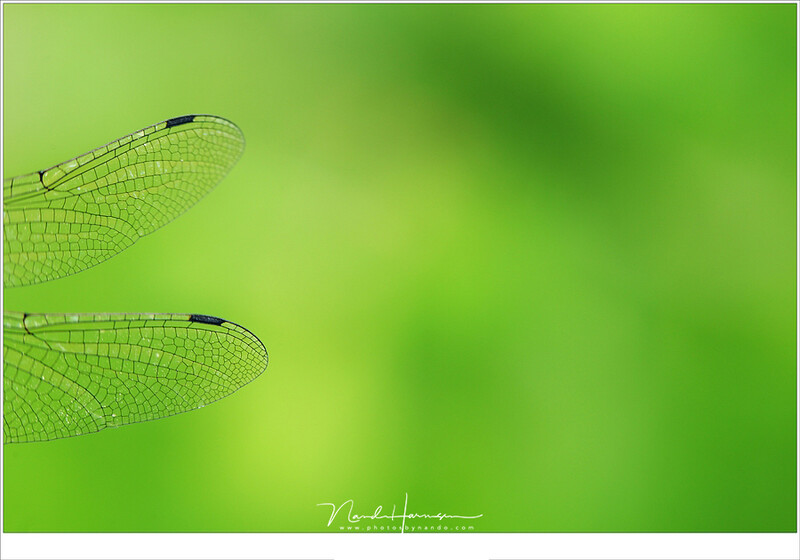 The wings of a dragonfly with a soft out of focus background due to a small depth of field. Because the surrounding are unrecognizable this is clearly not a landscape of course (EOS 5D3 + EF100L | ISO100 | f/4,5 | 1/30)