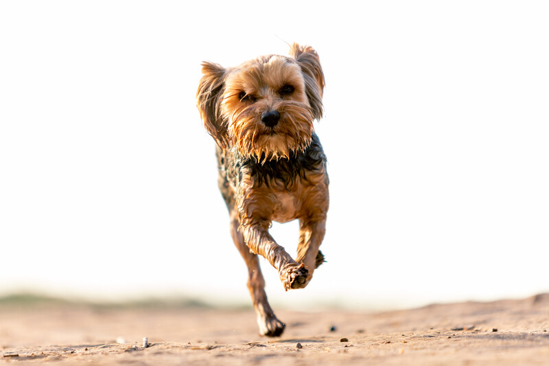 Small wet dog running towards the photographer.