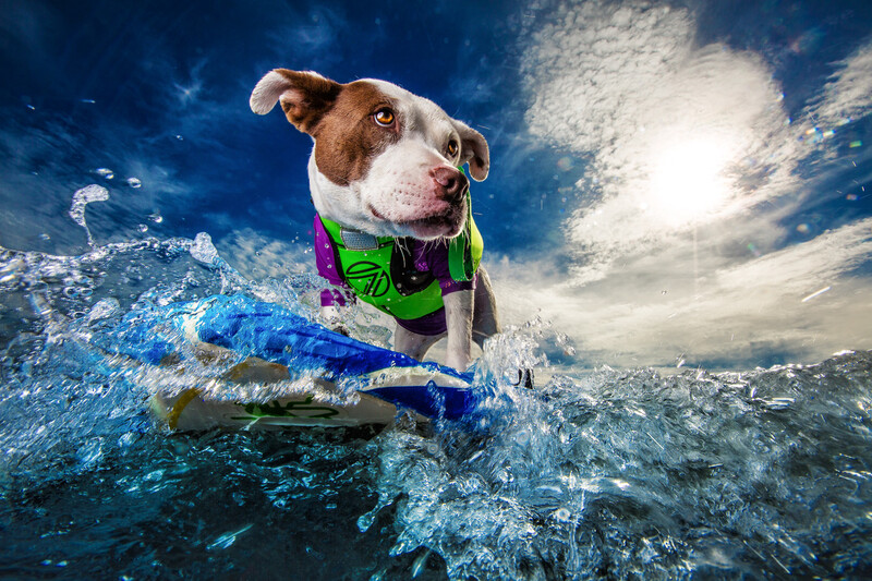 how-to-photograph-dogs
